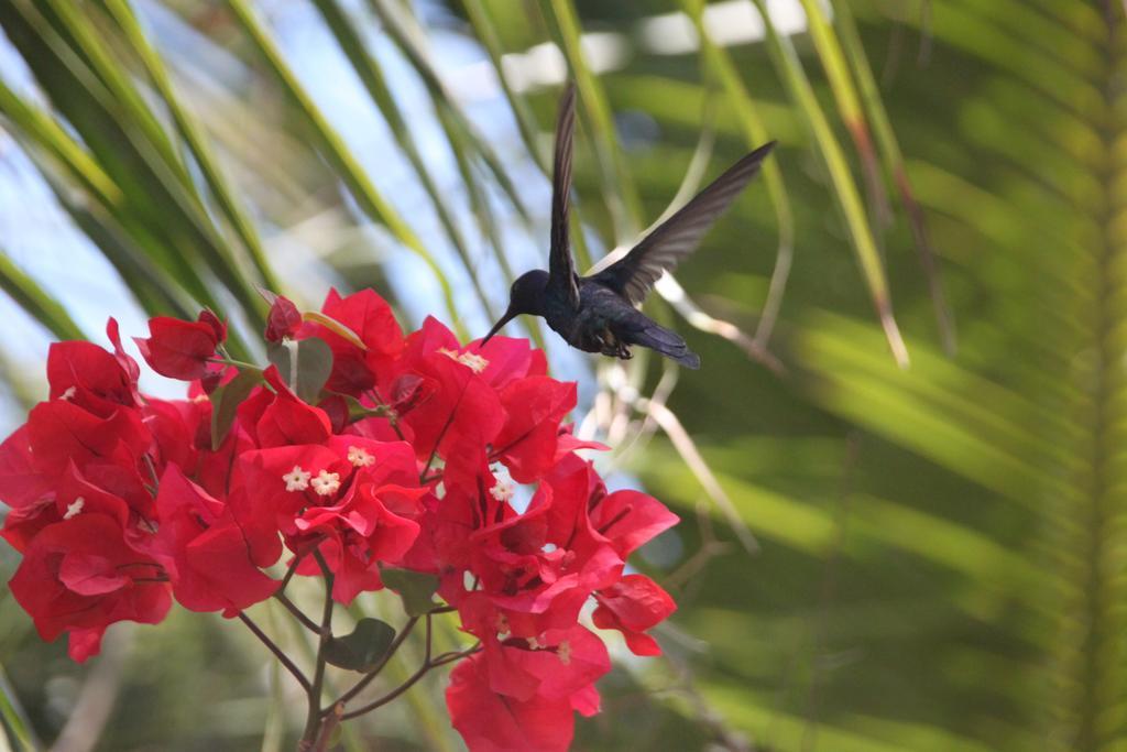 Cumelen Villa Jijoca de Jericoacoara Dış mekan fotoğraf